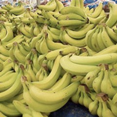 Toxic_Banana