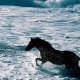 thalasses