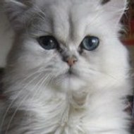 Christelle FRESEUILHE