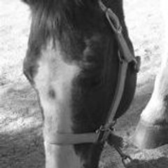 horsedude12
