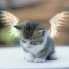 tinyfluffy