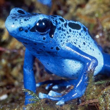 Blue frog