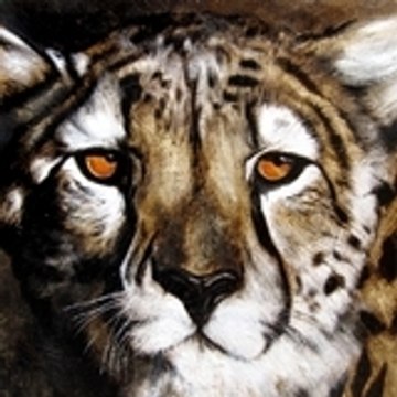 Cheetah King