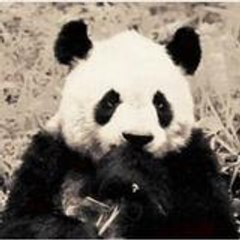 thechinafiles