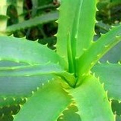 proaloevera