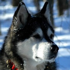 wolf0610