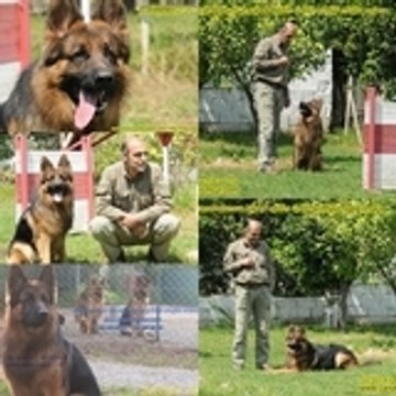 Köpekeğitmeni Murat Koçoğlu