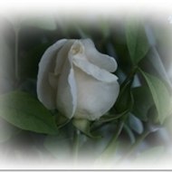 Maite Zabala Larumbe