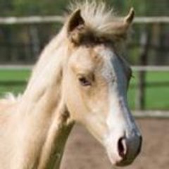 Pony-Royal