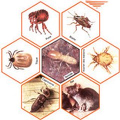 Pest Control