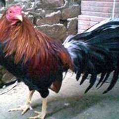 CriaderodelosZorro