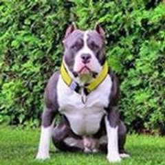 Bruno Nododus