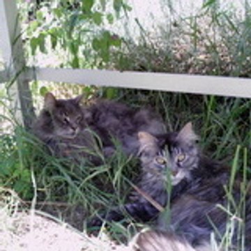 chatinoux echatinoux