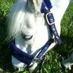 lotte domnt