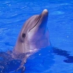Daphniele