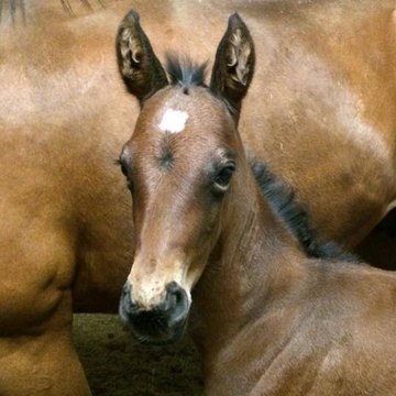 EARL_SYLVAIN_LE_GOFF