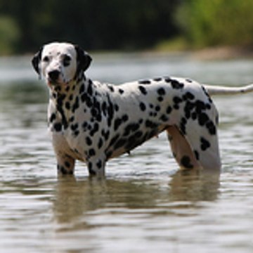 Ultramarine de la Tour de la Bastide