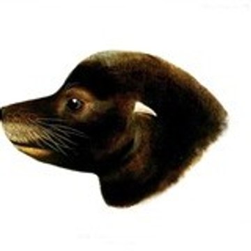mashalukashina