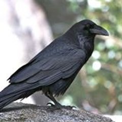 karsohn