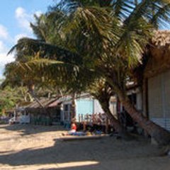 Cocoloba