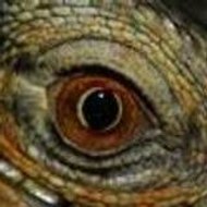 Reptilien Comploteur