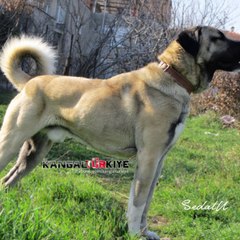Kangal Köpeği