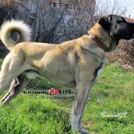 Kangal Köpeği