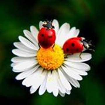 Şair Ressam Emine Usta