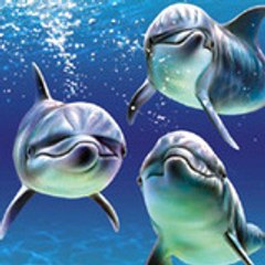 NEW AGE RHYTHMS www.live365.com/stations/nesyy