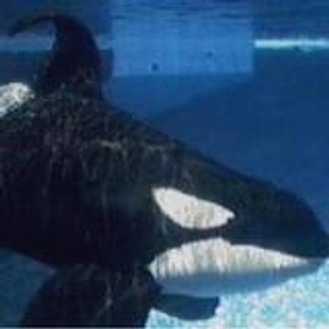 Tiffany Orcas