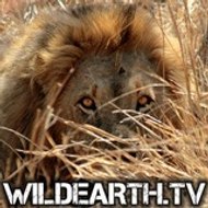 wildearthtv