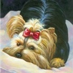 YorkiePlace