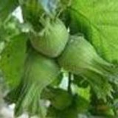 gulenkoyum