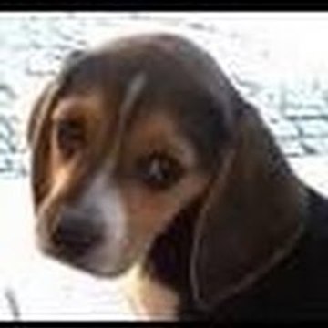 Władysław Władziszewski