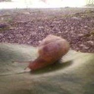 Silicon'carne production