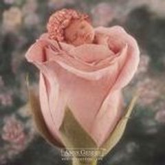 Rose27042010