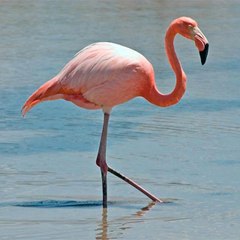 Grafik Flamingo Blue