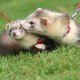 Le furet ardennais Pat