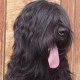 alf ALF