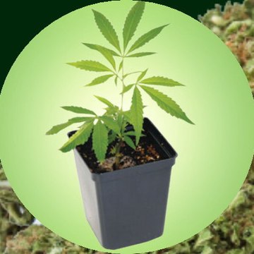 Cannabis Review Agency