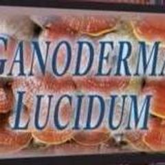 ganoderma-salud