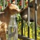 MystereAnimal