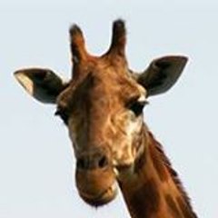 christophe bouckaert