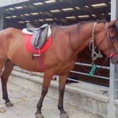 Chevauxdadou