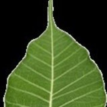 Dhamma Cakkhu
