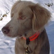 Bouxy BOUSKHÔ-BRENNUS des Gris de Pauline