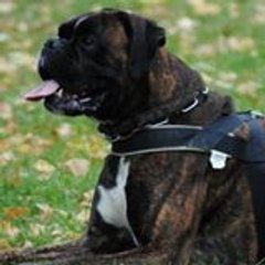 Francine Waltriny Romanetto