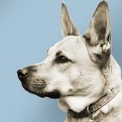 HostelDog