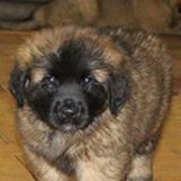 Françoise Jacquemin