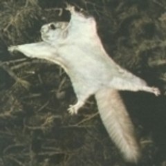 Flying Squirrel